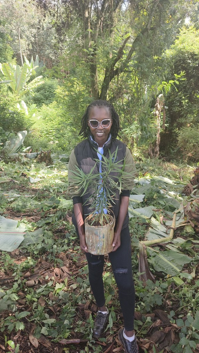 CleotildaJ's tweet image. Earlier today we planted 600 indigenous trees to enrich our indigenous catchment within Kibwari Estate to enhance our biodiversity.
#TreePlantingDay
#TreeGrowingDay
