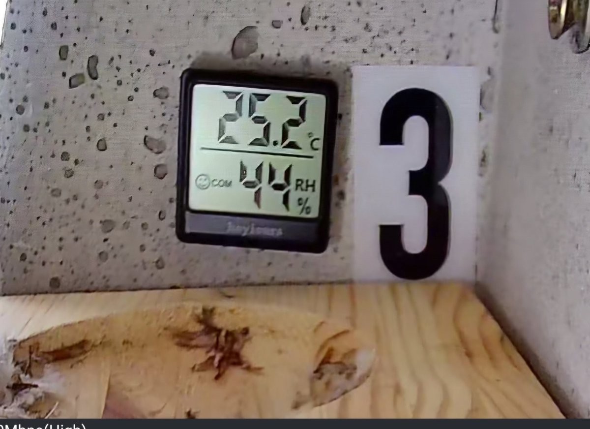 The temperature in a nest box just now. #apusapus #commonswift #actionforswifts #swiftconservation #saveourswifts @BBCSpringwatch