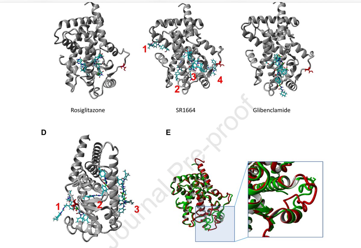A new mode of action of sulfonylureas is proposed which is mediated via their interference with PPARγ phosphorylation rather than via classical PPARγ agonist activity at clinical concentrations <a href="/MolMetab/">Molecular Metabolism</a> sciencedirect.com/science/articl…