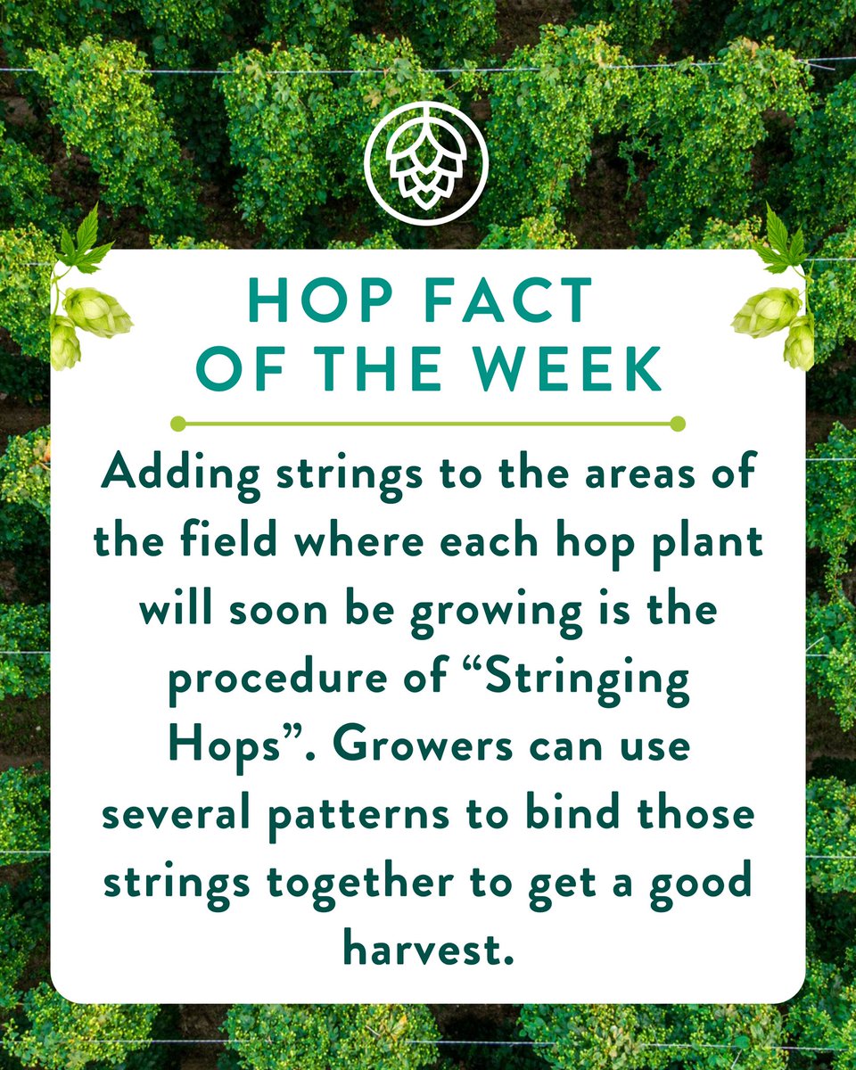 ‘Stringing’: The craft of weaving strings in the fields to set the stage for a flourishing hop harvest 🌿 #HopFactOfTheWeek #friendsoffaram #hoppyfriday