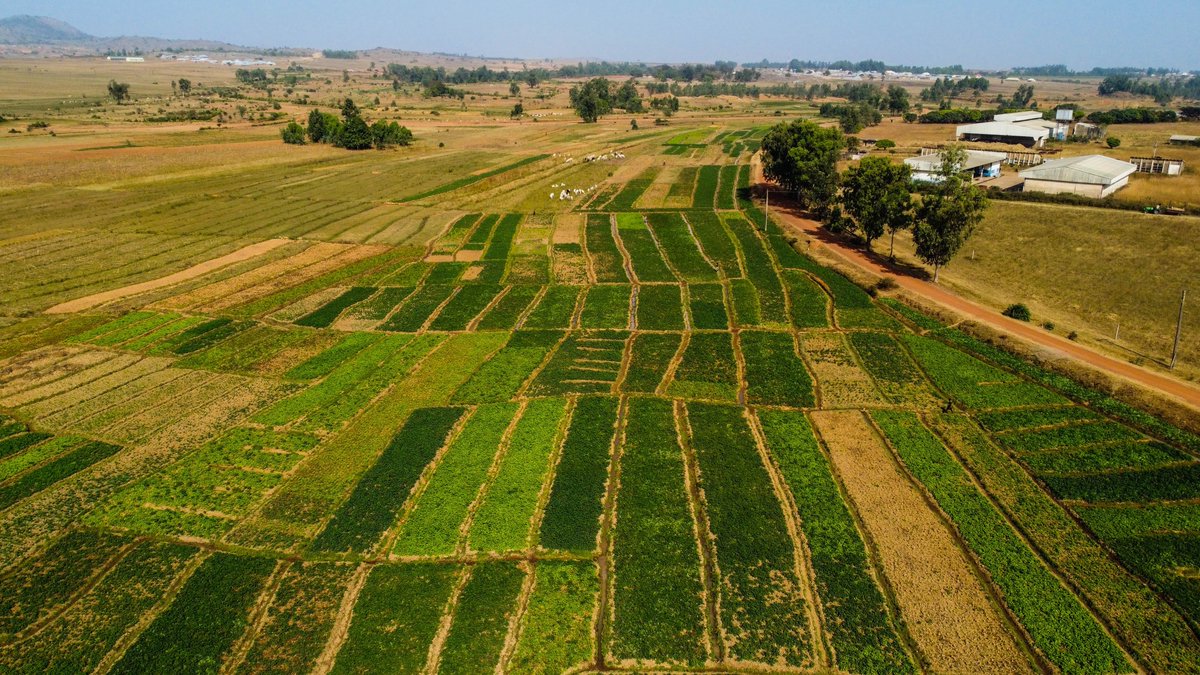 Second up: Cropland can support high bird diversity in heterogeneous rural tropical landscapes

Comparison of crop and non-crop habitats, species surveys, management strategies and mitigation all covered...

Read here:  doi.org/10.1017/S09592…

(2/4)