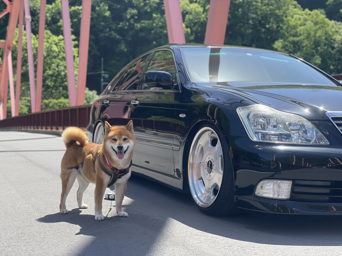 大好きな愛車のクラウン👑と
大好きな愛犬のアイ🐕ツーショット

#柴犬　#日本犬　#柴犬大好き 
#柴犬のいる生活   #柴犬との暮らし 

#ゼロクラ #いつかはクラウン
#トヨタ　#トヨタ自動車 
#GRS   #grs182  #CROWN