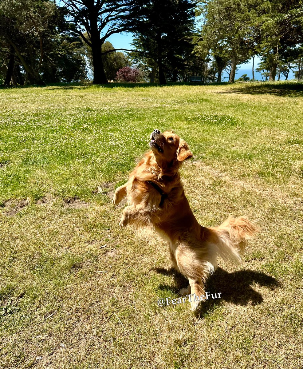 🎼🎵Floof, floof, floof
How do you like it?🎼
How do you like it?🎵🎼
Happy Fri-yay, frenz!!! 
Love, Ruby🩷🐾#FluffyButtFriday