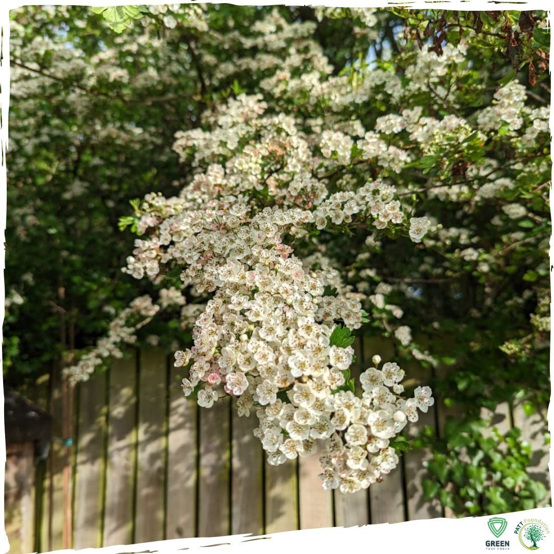 Did you know Hawthorn has long been used as a hedging plant?
It supports hundreds of insect species and is an essential food source for birds.
The blossom that decorates Hawthorn hedges in spring looks pretty, gives off a lovely, delicate fragrance and is very popular with bees!