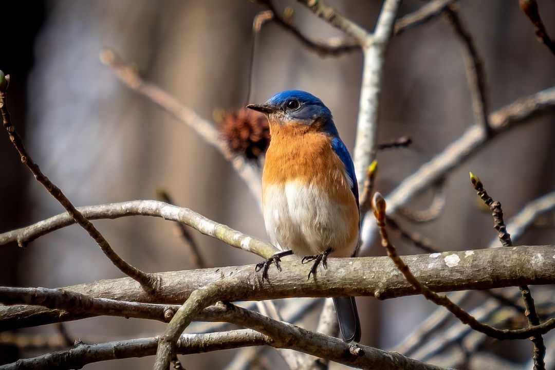 Explore the enchanting world of Eastern Bluebirds at #Crowder's Bluebird Buddies program on Sunday, May 12 at 2 p.m.! Learn all about the beautiful Eastern Bluebirds, from their nesting habits to their unique calls. Register: ow.ly/6NNj50RAmcj 📸: Sam Ray