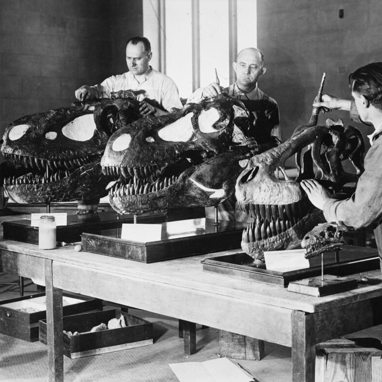 It's Fossil Friday! In this archival image, Museum preparators work on 3 Tyrannosaur skulls. With 4-ft- (1.2-m-) long jaws & massive teeth, T. rex was one of the largest carnivores of all time. It could bite with ~7,800 lbs of force (34,500 N)—equivalent to the weight of 3 cars!
