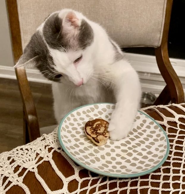 Chex is here to demonstrate how dainty he can be, even when eating pancakes with his paws.