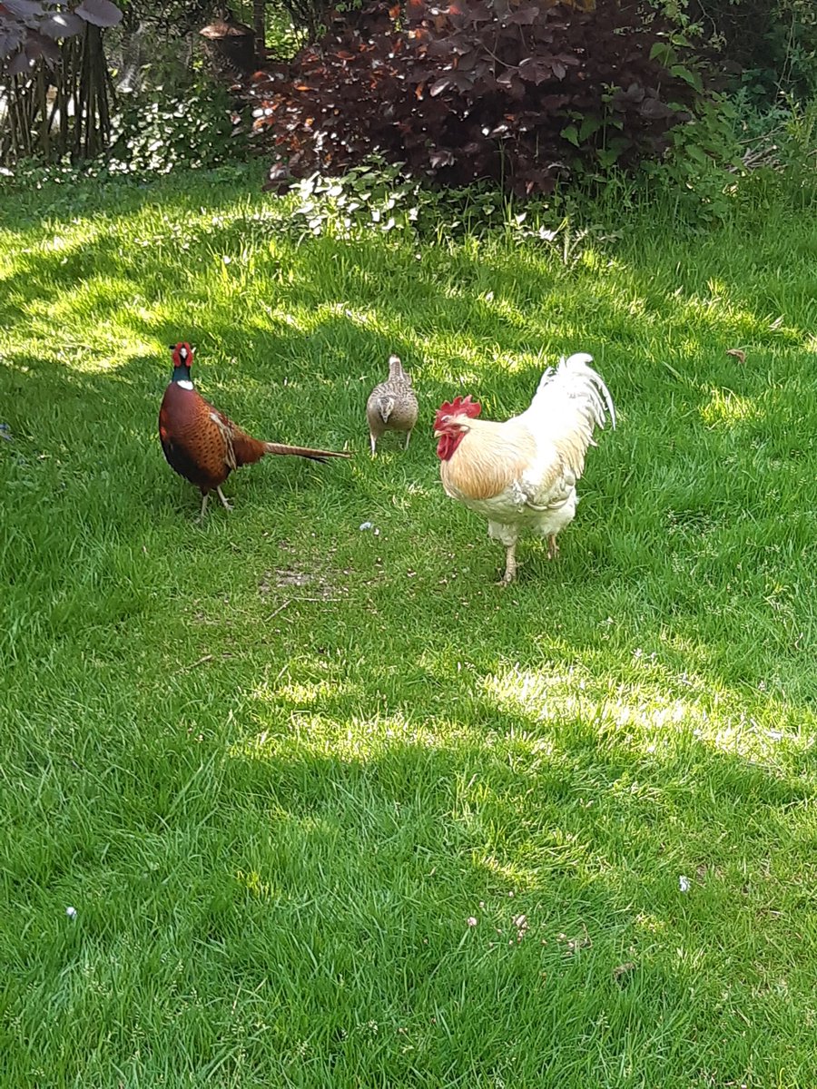 Mr Cockerel with his pheasants enjoying a feed in the warm sunshine.