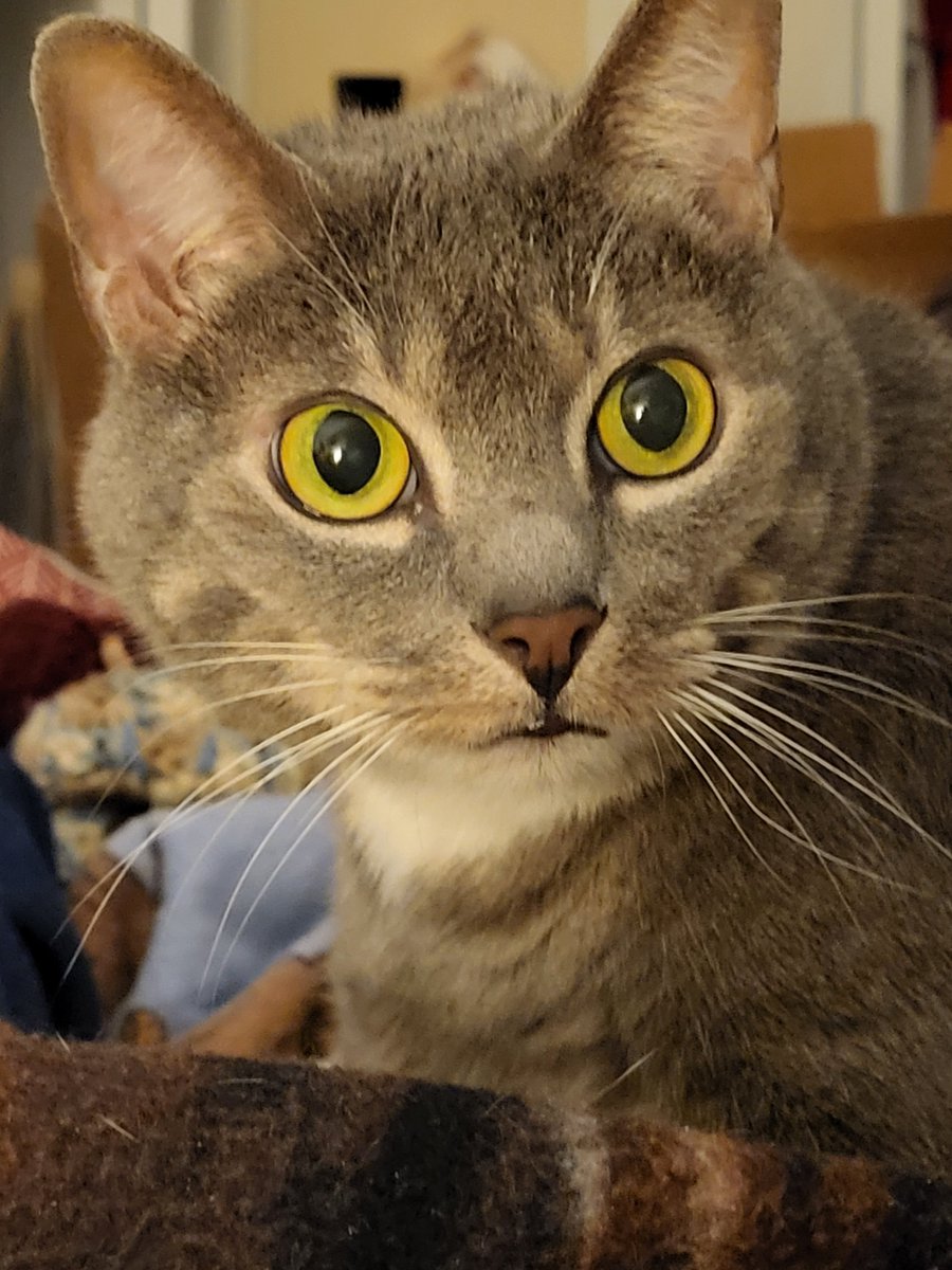 SilbyGrayCat's tweet image. #Friyay #WeekendComing We had tornados here early this morning. Our house is safe.