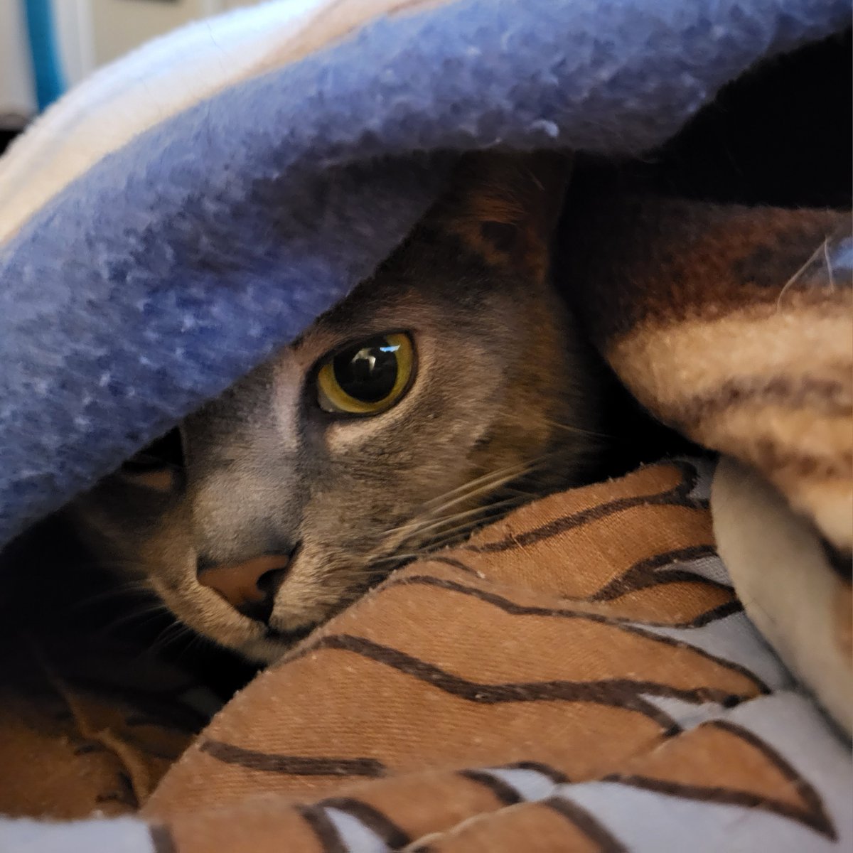 SilbyGrayCat's tweet image. #Friyay #WeekendComing We had tornados here early this morning. Our house is safe.