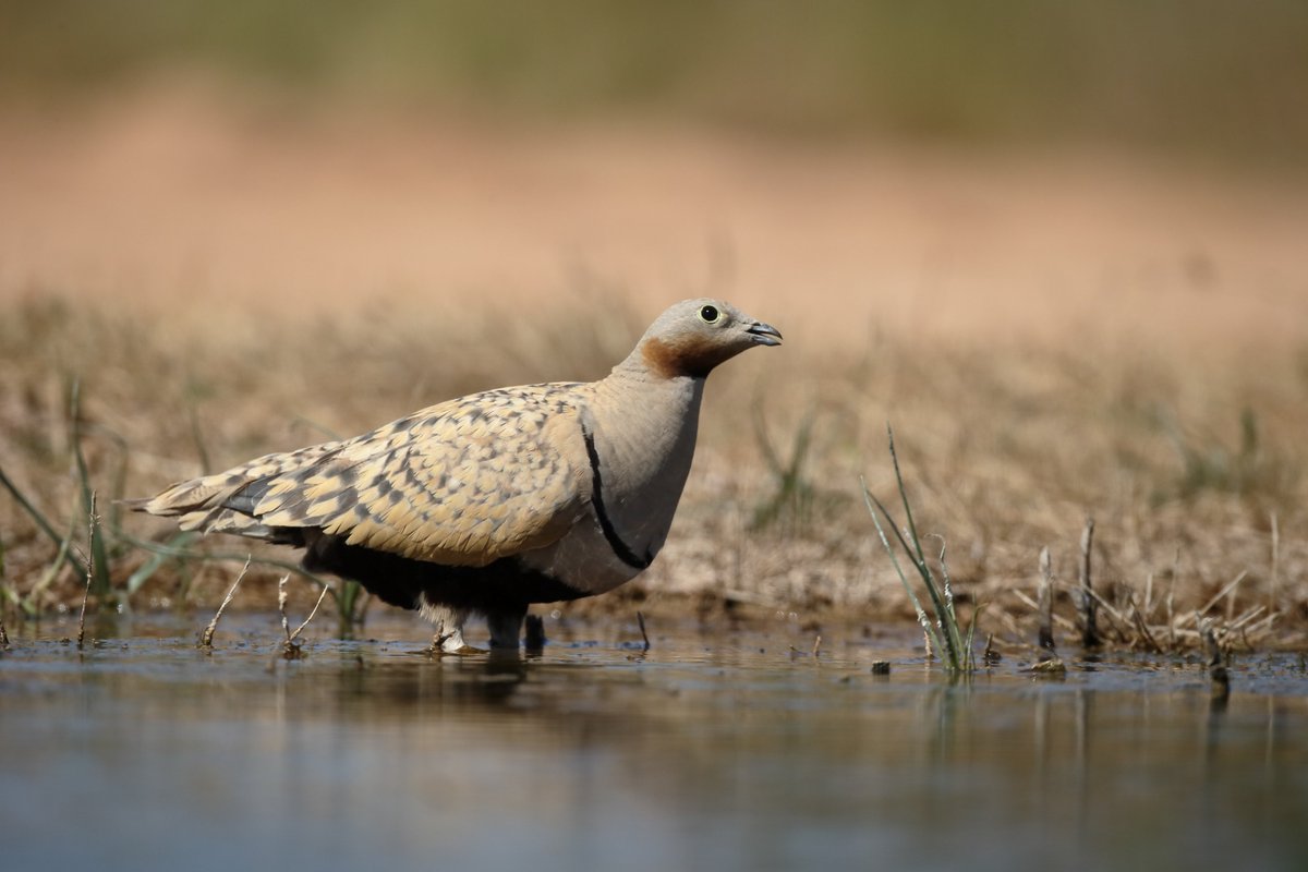 Thirdly: Population decline of the Black-bellied Sandgrouse in continental Spain 🇪🇸

Formerly a main western Palearctic stronghold for the species... results from 2019 survey undertaken by <a href="/BirdLife_News/">BirdLife International</a> and <a href="/SEO_BirdLife/">SEO/BirdLife</a>.

doi.org/10.1017/S09592…