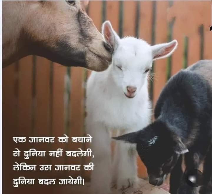 ☘️ जय गुरुदेव ☘️🙏
आँखे कितना रोती हैं जब उंगली अपनी जलती है।
सोचो उस तड़पन की हद जब जिस्म पे आरी चलती है॥
धरती माता करे पुकार
#बंद_करो_अब_मांसाहार