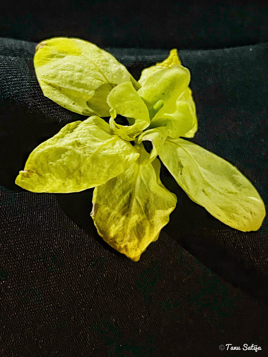 tanu0994's tweet photo. Flower.jpg 🌼🌼🌼🌼
#flowerphotography #FlowersOfTwitter #FlowersOnFriday #macroshots #macrophotography #macro #shotoniphone #Flowers #yellow #beautiful #FloralBeauty https://t.co/k4oM4GucQI