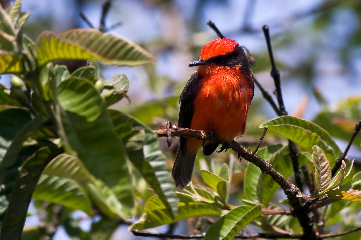 Fourth: Habitat restoration to conserve the Little Vermilion Flycatcher on Santa Cruz Island, Galapagos.

With fewer than 40 individuals remaining, examining the effects of land management for this species.

Read: doi.org/10.1017/S09592…

(4/4)