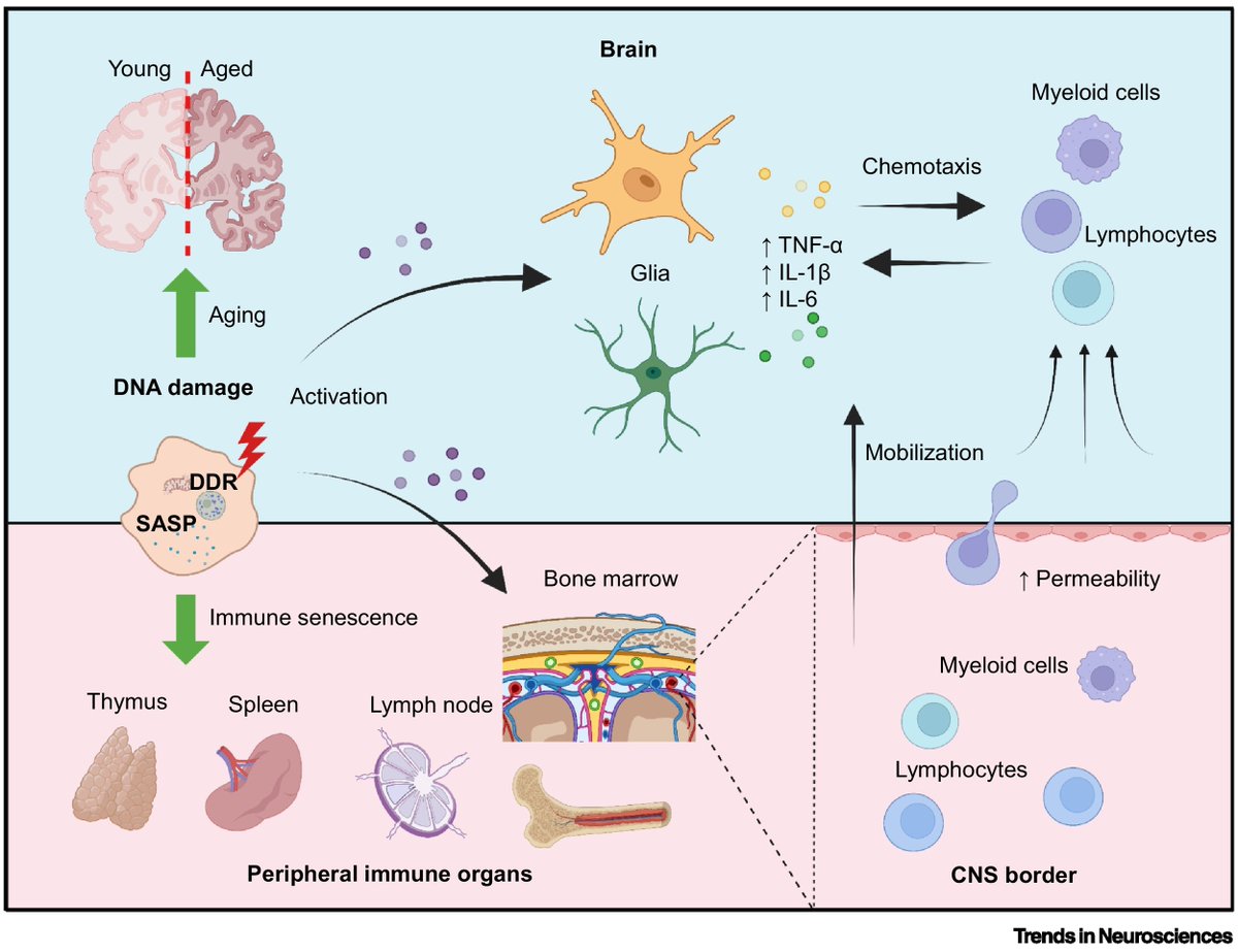 'Cellular senescence, DNA damage, and neuroinflammation in the aging brain' Review article by Wenyan Zhang, Hong-Shuo Sun, Xiaoying Wang, Aaron Dumont & Qiang Liu cell.com/trends/neurosc…