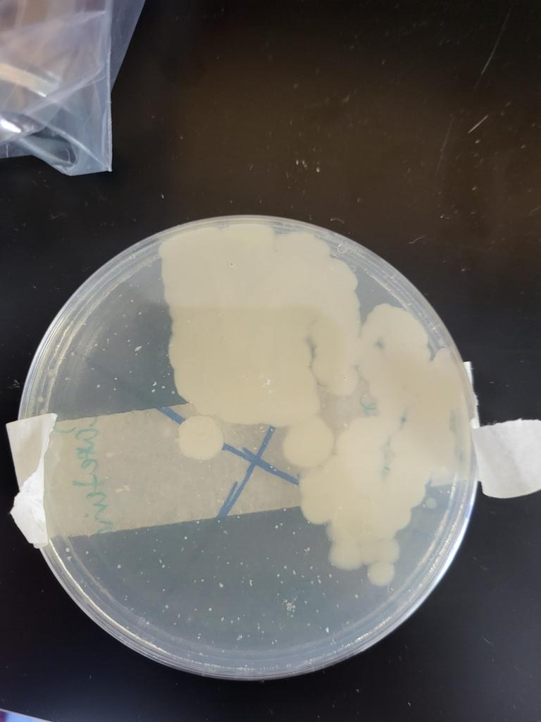 Kaitlyn Zoesch, M. Ed tweet media