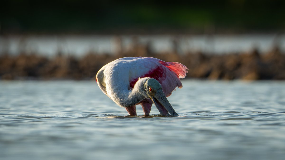 Roseate Spoonbill sweeping back and forth while foraging...
#photography #NaturePhotography #wildlifephotography #thelittlethings