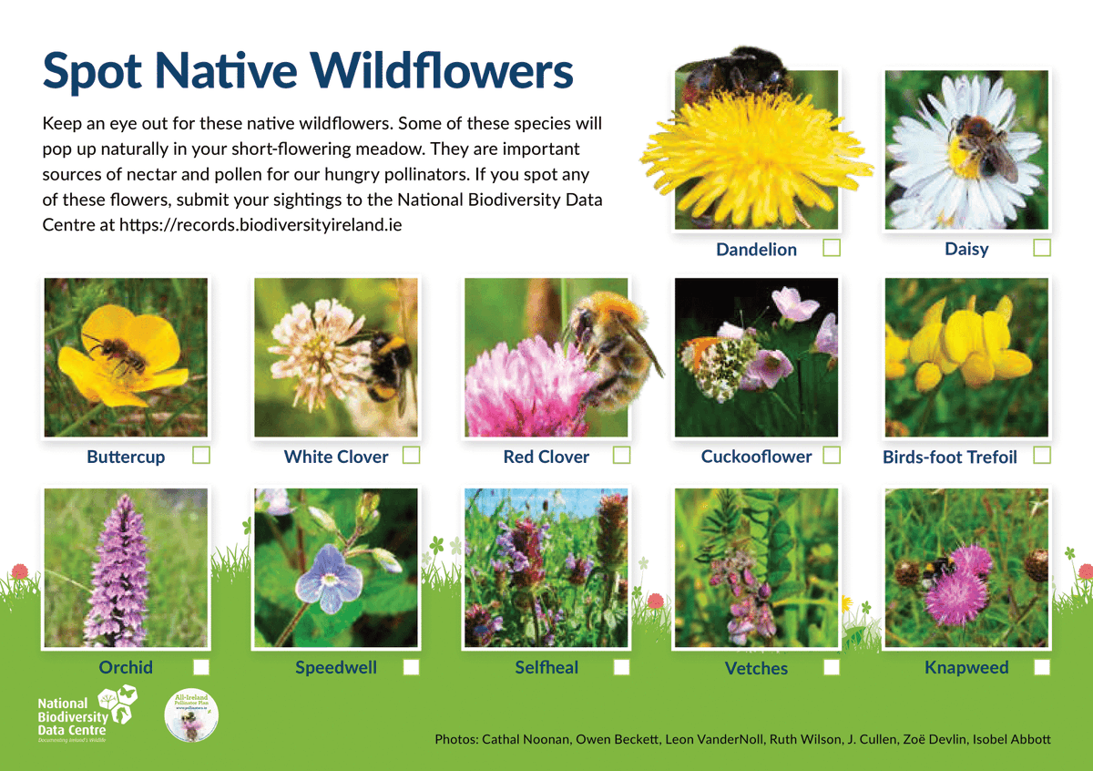 Do you have any of these native wildflowers in your #NoMowMay lawn? Some will pop up in June & July if you keeping mowing less over the summer... #LetItBloomJune #HelpThemFlyJuly ➡️tinyurl.com/4v3f6wbz