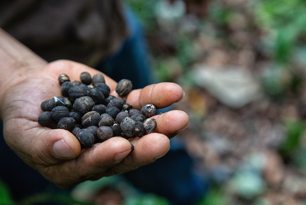 How can men and women #coffee producers can participate in and benefit from their participation in coffee cooperatives? This blog shares results from a qualitative study on the operation of two coffee cooperatives in the state of Chiapas, #Mexico: ow.ly/ah0p50RrkNL @CGIAR