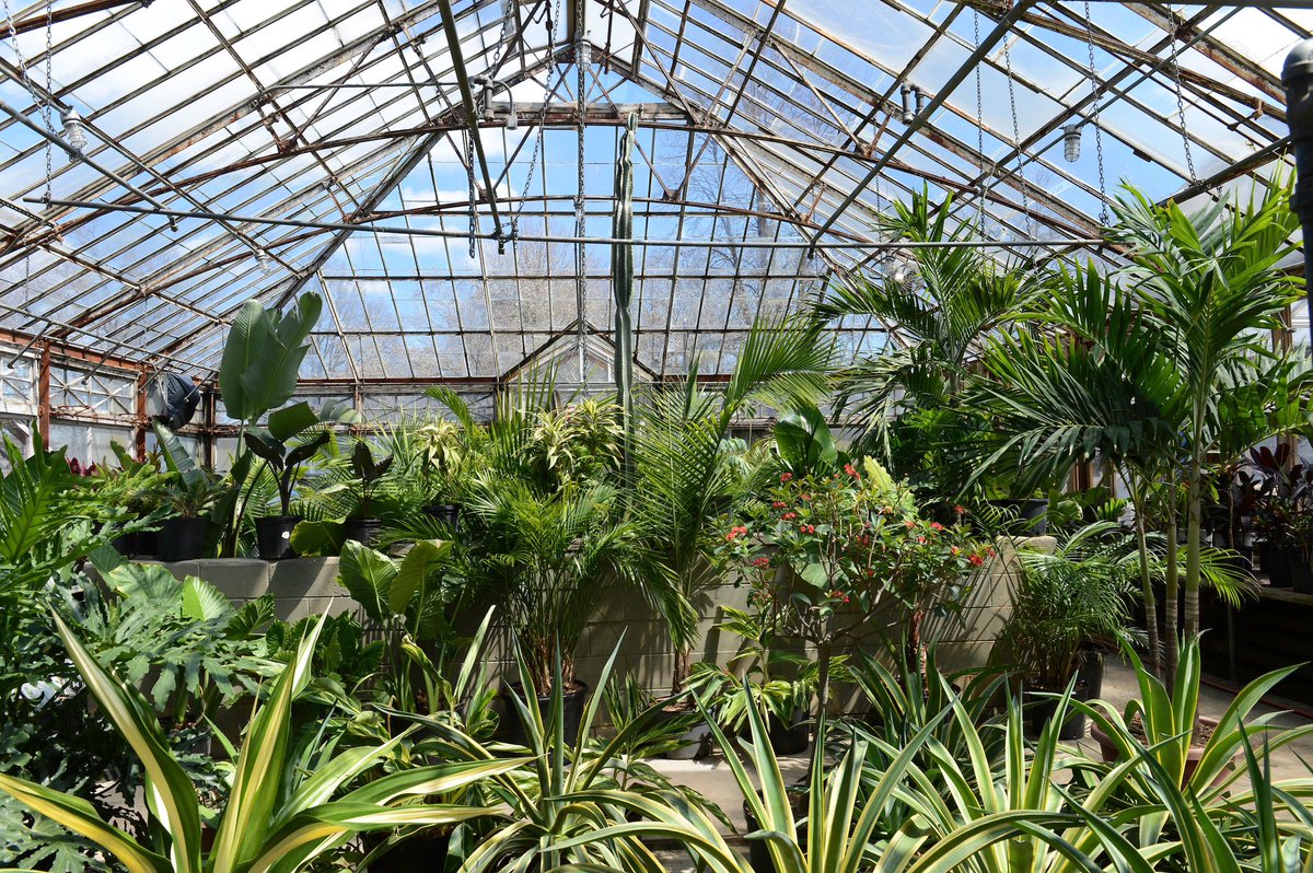 Once a year, Queens Greenhouse opens its doors to give NYers a sneak peek at the diverse plants inside. Don’t miss this weekend’s exclusive opportunity to get a behind the scenes look at how we beautify NYC’s parks, playgrounds, and green spaces: on.nyc.gov/4ba6Tr0