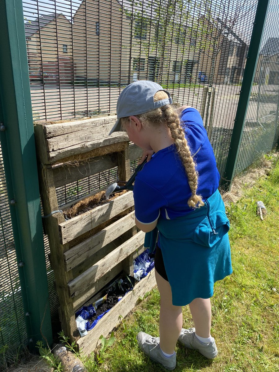 Well done to this gardening club member @LightmoorPri for ensuring plants and bee bowl were watered before going home for the weekend 🐝☀️💦👩‍🌾🌱 @RHSSchools @LGSpace @GWmag @Natures_Voice #kidsgardening