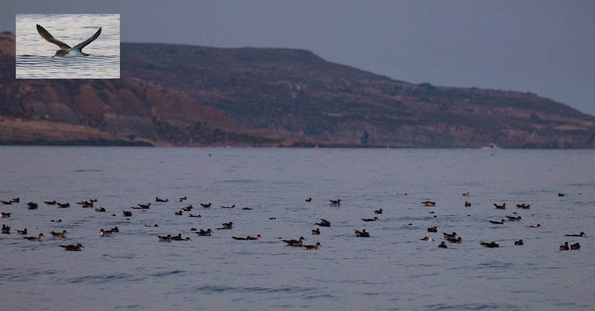 Have you ever been to one of BirdLife Malta's annual sunset #shearwater boat ⛵ trips?

This is an event not to be missed where you’ll witness one of Malta’s most spectacular natural phenomena – the Scopoli’s Shearwaters ‘rafting’ on the water before returning to their nests in…