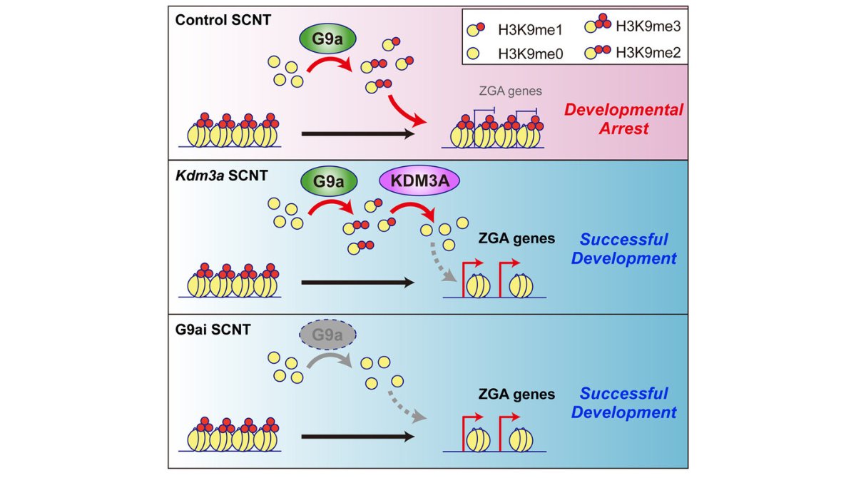 Online Now! Reduction of H3K9 methylation by G9a inhibitors improves the development of mouse SCNT embryos @riken_en | @u_tsukuba_life | @ISSCR @CellPressNews @MartinPeraJAX ow.ly/WWnX50RBSUI