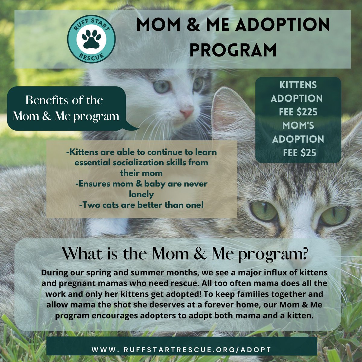 Happy Mother's Day! 😻 To keep families together and allow mama the shot she deserves at a loving home, our Mom & Me program encourages adopters to adopt both mama and a kitten. ruffstartrescue.org/adopt/adoption…