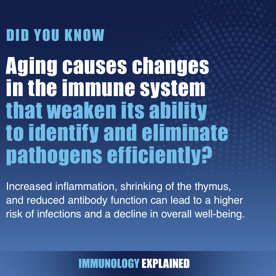 #Aging sparks key changes in our #immunesystem, impacting its ability to combat pathogens. Explore these shifts and gain knowledge for a healthier future at immunologyexplained.org. #ImmunologyExplained #AgingImmunity
