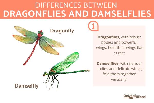 Differences Between Dragonflies and Damselflies animalwised.com/differences-be… #allanimals