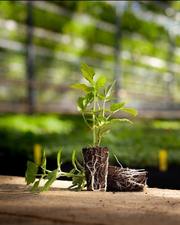 Give your seeds the best start in life with Holland Greentech's premium nursery inputs! From germination to transplanting, we've got you covered for healthy, vigorous seedlings. 
#NurseryCare #HealthySeedlings #agro #agriculture #agritech #agritech