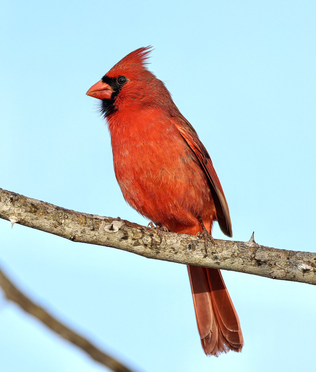 Tonight’s thread, stunning colours I’m going to start with this beautiful Northern Cardinal