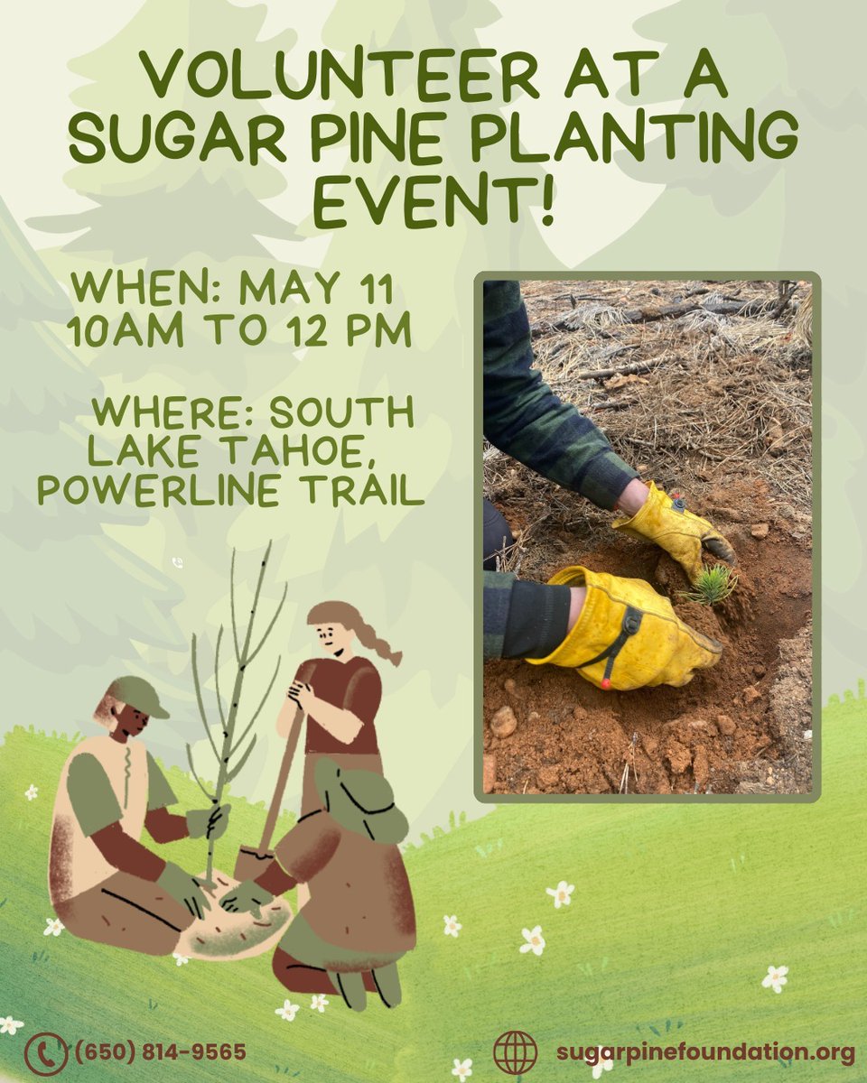Join the @sugarpinefndn tomorrow, May 11 for a Sugar Pine planting event! #TreePlantingDay #SugarPine