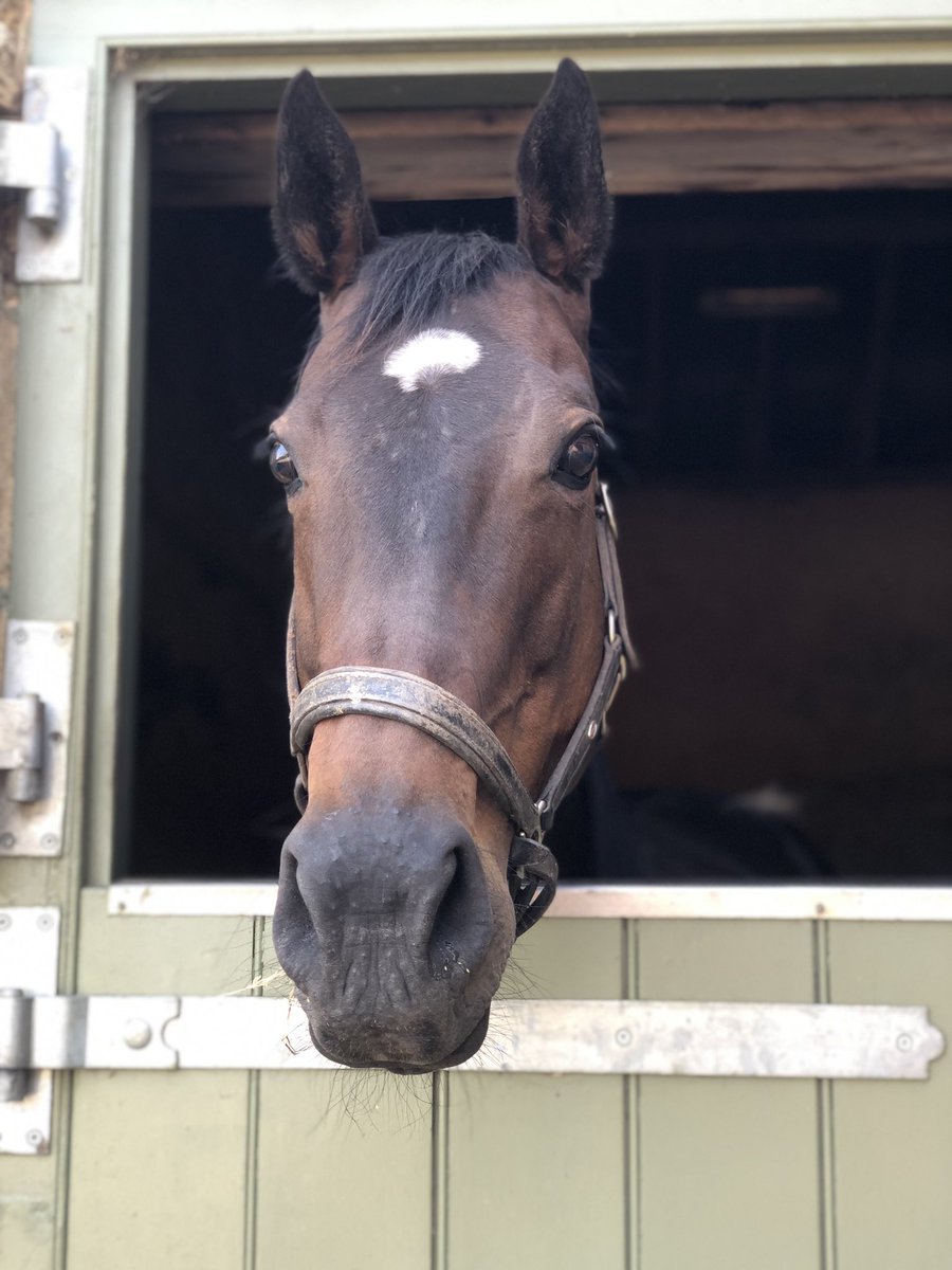 Beautiful saf has just arrived, shes got a lovely land force colt at foot that we helped put inside last year, foaled at home then back this year hopefully for a successful visit to rajasinghe then home again! 🤞
