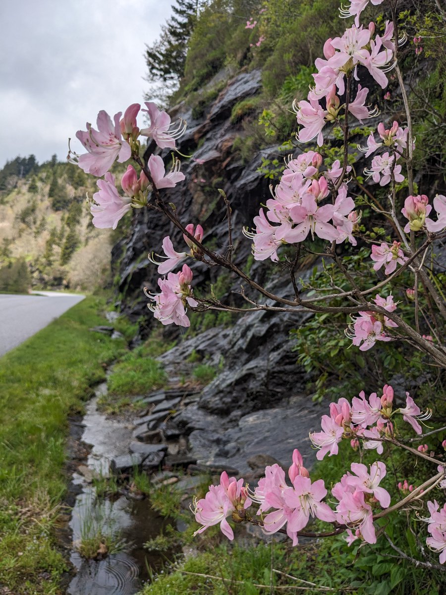 parkwaycolors's tweet photo. Mountain Azaleas are peaking! 

we captured their beauty in a 360° interactive image, check them out here...

https://t.co/j5MpaIw1J7 https://t.co/IjNSN6cJ4t