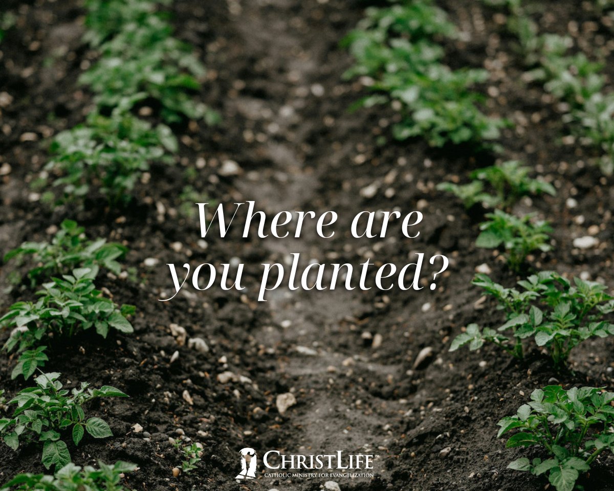 ChristLifeInc's tweet photo. "The Lord wants to plant you into a place, into a soil, where you can receive every supernatural grace and help and strength from the Lord that you need.... In God's plan, that soil is the Church."

- Fr. Erik Arnold in #DiscoveringChrist: Our Need for the Church https://t.co/rXIGOlYO2M