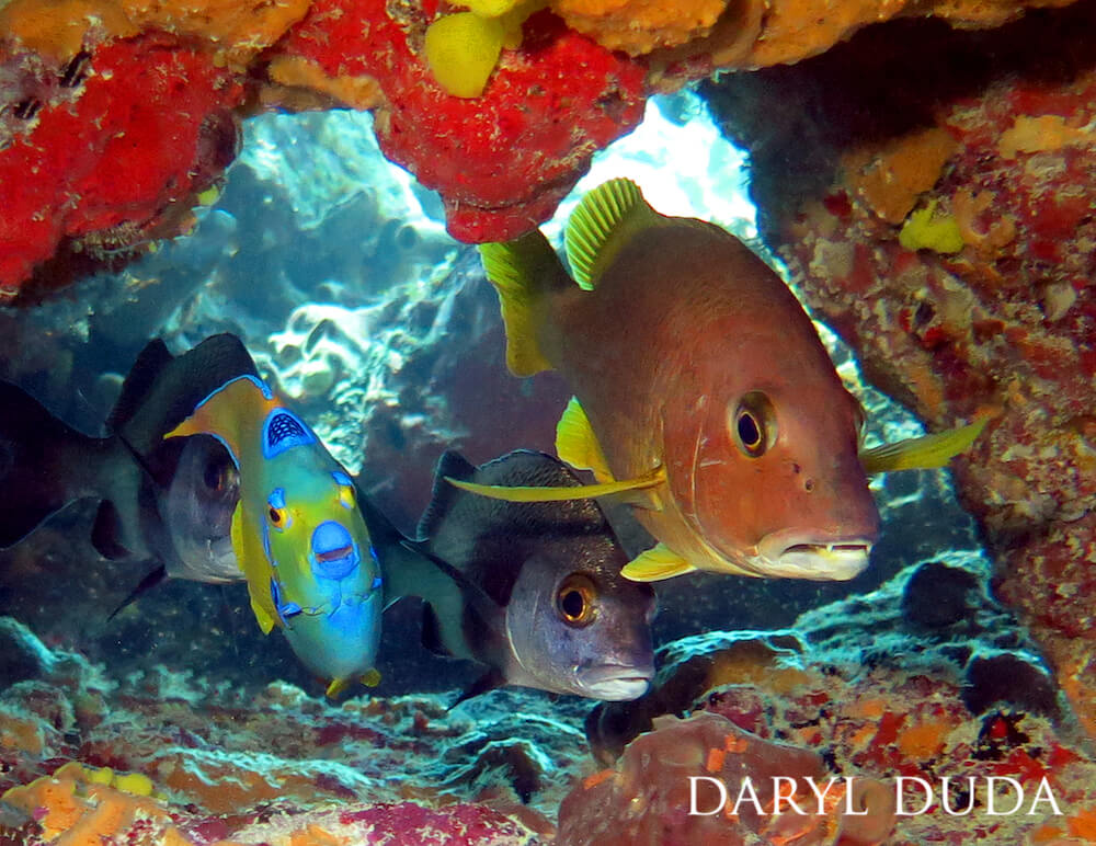 NOAA Coral Program tweet media