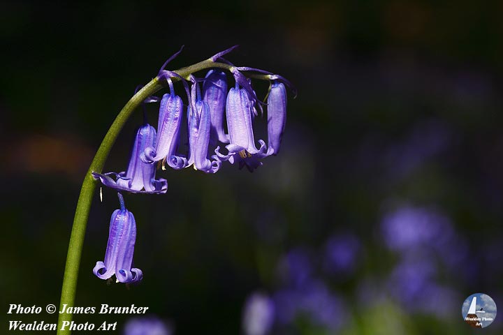 English #bluebells in close up for #FlowersOnFriday, available as #prints and on gifts here: james-brunker.pixels.com/featured/engli…
With FREE SHIPPING in UK: lens2print.co.uk/imageview.asp?…
#AYearForArt #BuyIntoArt #FallForArt #FlowerFriday #flowers #blueflowers #blues #naturelovers #floralart #macro