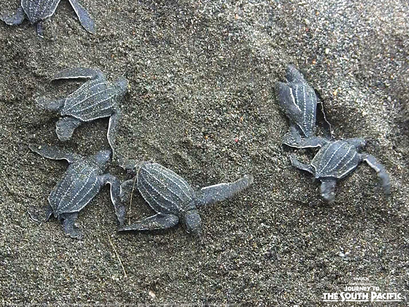 For a leatherback turtle, early camouflage as a life-saver … literally! After hatching, these turtles are tiny and susceptible to nearby predators. To increase their chance of survival, babies need to stay camouflaged as they make their way to the ocean for their first swim.
