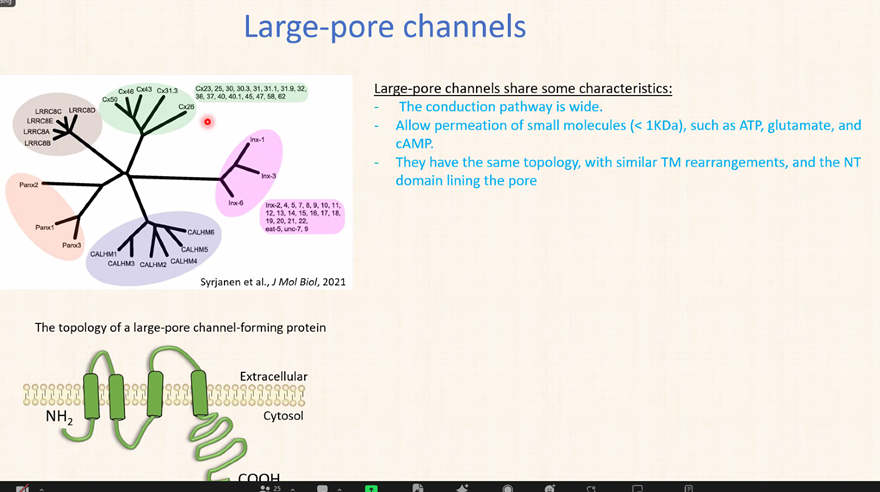 Dr. Pablo Gaete @PabloSGaete1 @DrContrexin nos cuenta los #secretos de las conexinas. Canales de poro grande o #largeporechannels que no estan relacionados evolutivamente.