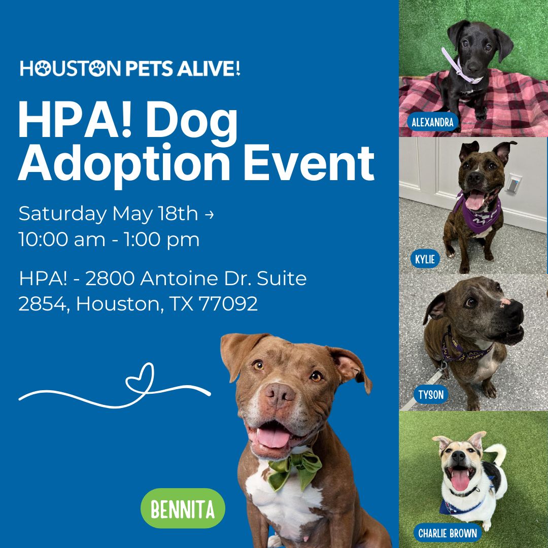 Join us for our dog adoption event at HPA! - 2800 Antoine Dr. Suite 2854, Houston, TX 77092 on Sat, May 18th, 10am-1pm. Find your new furry friend and give them a loving home! Visit our site to see adoptable pets and fill out an application for a smoother process! 🐶❤️