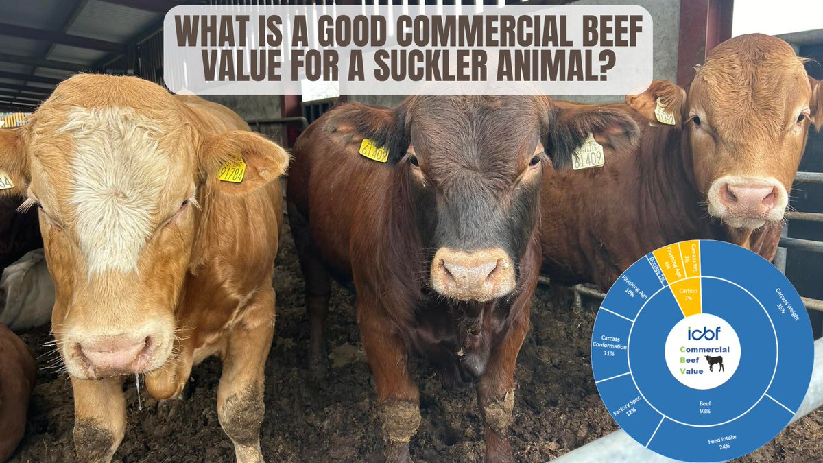 The CBV can be a very useful tool for suckler farmers. By using the star ratings and breed percentiles, farmers can become familiar with the CBV and where different values rank. Read more here: icbf.com/what-is-a-good…
