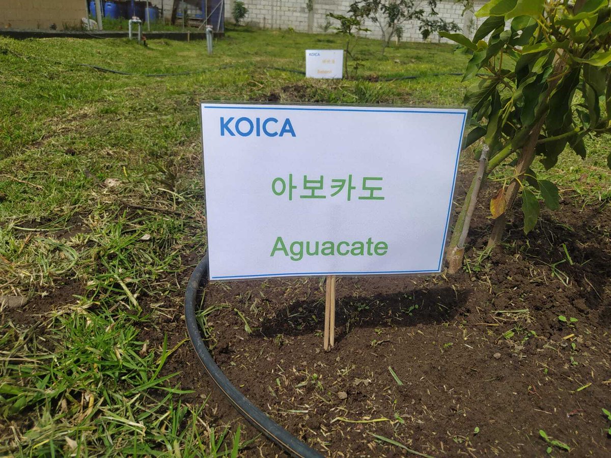 ¡Una cosecha de esperanza y aprendizaje!  Kim Yeyun, nuestra voluntaria, entregó una granja demostrativa repleta de variedades de frutas y vegetales, junto con un sistema de riego y más. Una inversión de $11,500 que promete cambiar vidas en Tabacundo. 🌟🌱 #AgriculturaSostenible