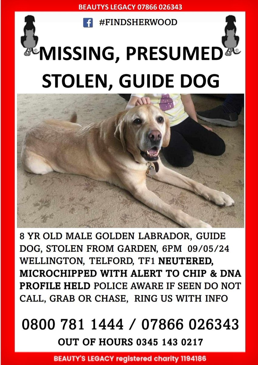 URGENT - GUIDE DOG MISSING FROM SECURE ENCLOSED GARDEN TELFORD TF1 CCTV BEING CHECKED HELP NEEDED TO CHECK NEIGHBOURHOOD CAMS #findsherwood @rickygervais @JaneFallon @BBCShropshire @bbcmtd @ITVCentral @telfordutd @telfordnewsie @WMerciaPolice @PipTomson @guidedogs @GuideDogsNW