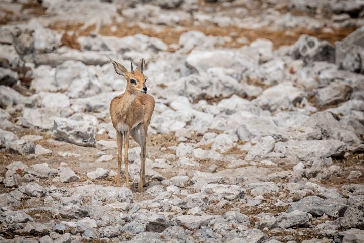 Art of the Day: 'Dik-Dik at Chudob'. Buy at: ArtPal.com/belindagreb?i=…