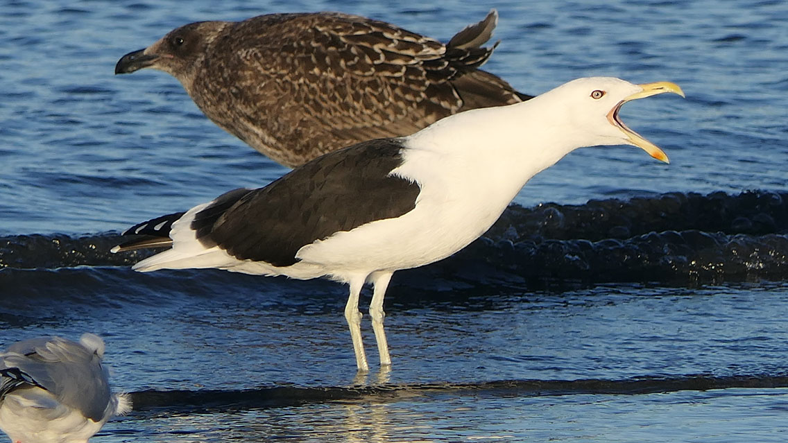 Kelp Gull giving what for! 😃👍 #BirdingNewZealand #gulls #seegulls