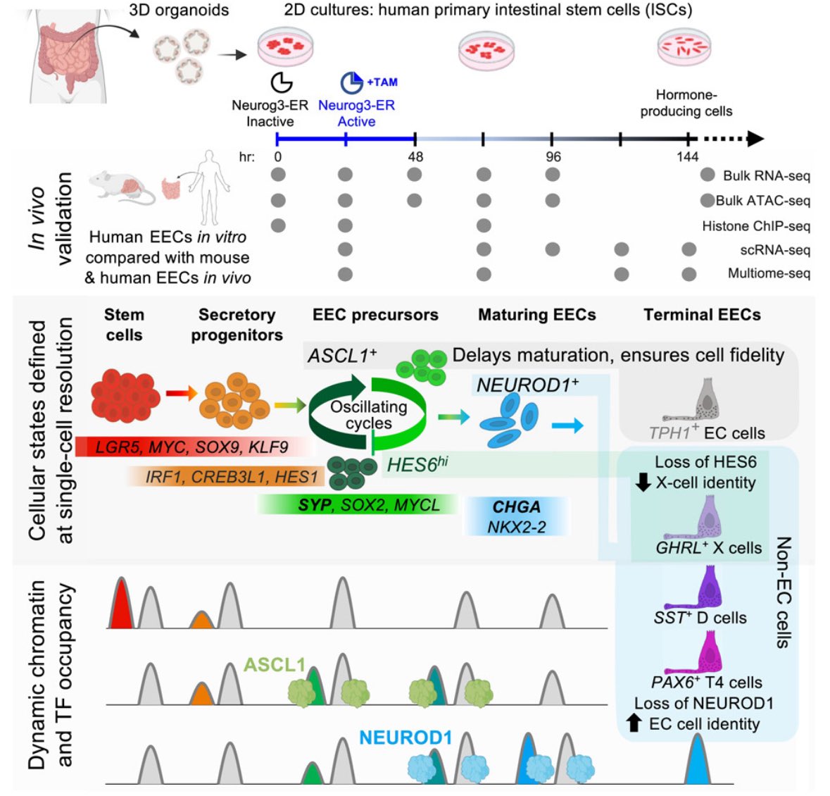 Hot 🔥 off the press from Shivdasani Lab! Transcription factor dynamics, oscillation, and functions in human enteroendocrine cell differentiation. A magnum opus from my dear friend @pratiknsingh. Thrilled to be a part of this study 🙂 @CellStemCell cell.com/cell-stem-cell…