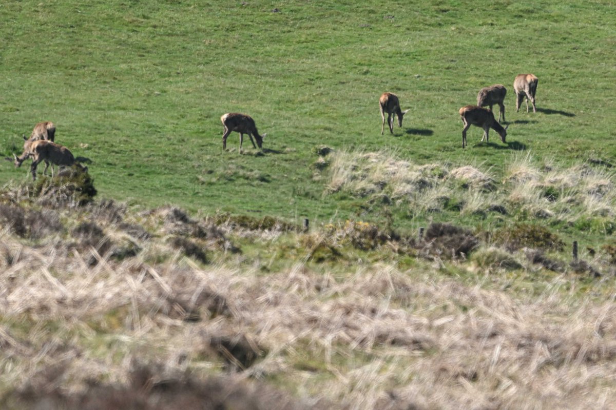 Lots of great birds on Dartmoor today too - highlights includes Pied Flycatcher, Pied Wagtail, Redstart, Treecreeper, Garden Warbler, several Cuckoos and a Red Kite along with a herd of Red Deer