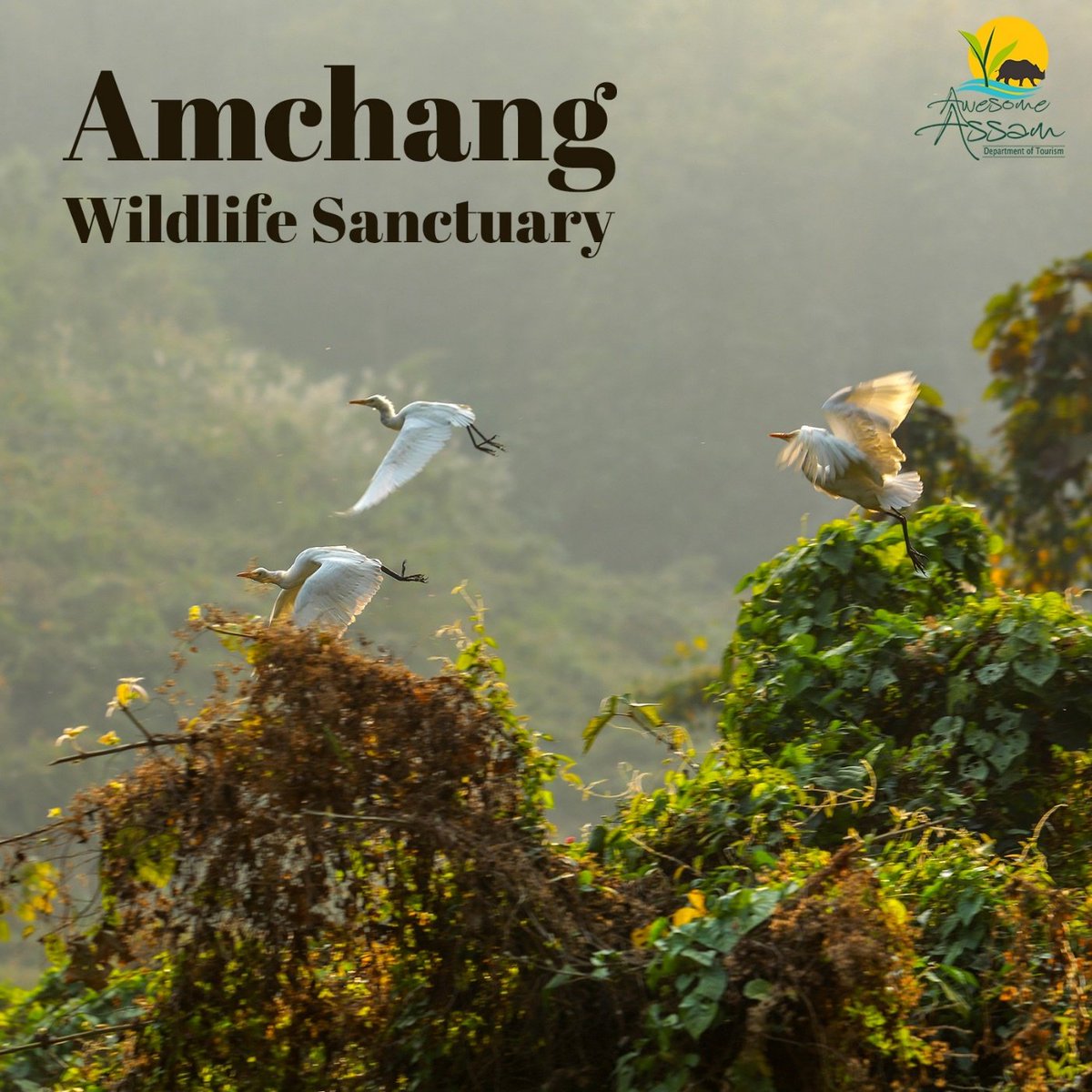 Amchang Wildlife Sanctuary on the outskirts of Guwahati is a perfect escape from the hustle and bustle of the city. Many wildlife species are found here which will give you an ethereal experience. #AwesomeAssam #AssamTourism #FeralHorses #DibruSaikhowaNationalPark #WildLife…