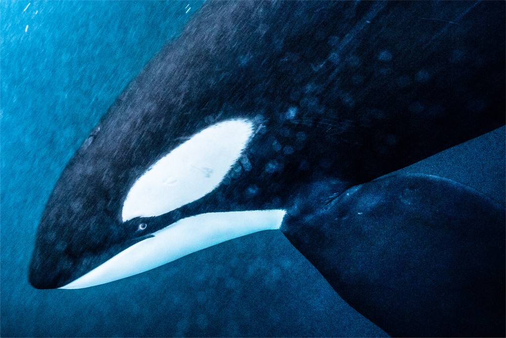 Ocas rely on their mothers to pass down dialects, hunting techniques, and other skills. The females’ knowledge and guidance ensure the pod’s success. Photos by @paulnicklen #ocean #nature #orca